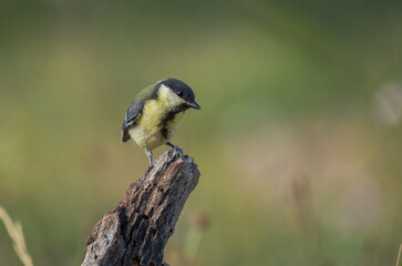 great tit on the branch	