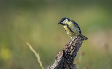 great tit on the branch	