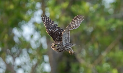 little owl in flight