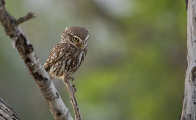 little owl perched on the trunk