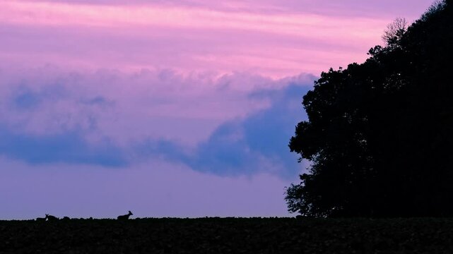 Deer at sunset