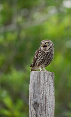 little owl singing perched on the trunk
