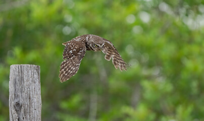 little owl in flight