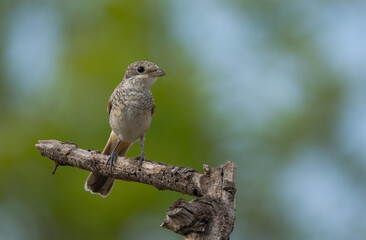 Baby Woodchat Shrike on the branch	