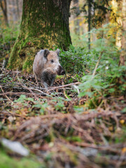 wildschwein junges streift durch wald