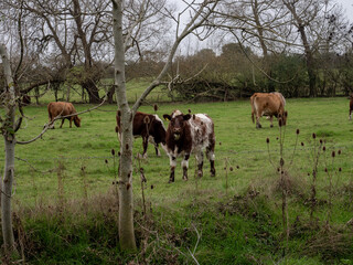 Fototapeta premium cows grazing in a field