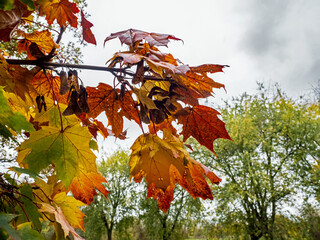 leaves AND SEEDS