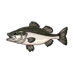 Fototapeta premium Sea Bass Illustration