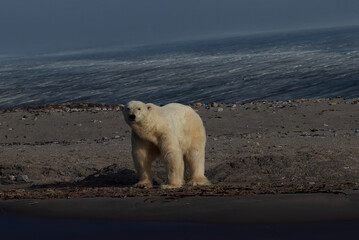 Bear on the beach of Kvitoya Island, Svalbard