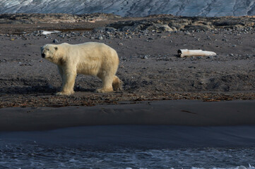 Bear on the beach of Kvitoya Island, Svalbard