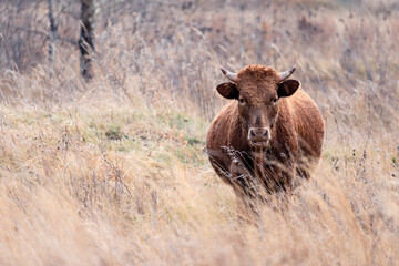 A cow is grazing in an autumn field. A cow eats dry hay outdoors. dairy farming. Cattle breeding concept.