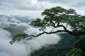 Obraz premium A majestic tree branch stretches out over a misty forest valley, enveloped in clouds, offering a view of endless, lush greenery.