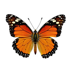 Fototapeta premium Beautiful butterfly on transparent background.