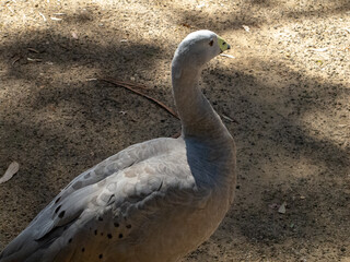 close up of a goose