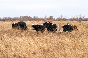 A cow is grazing in an autumn field. A herd of cows eats dry hay outdoors. dairy farming. Cattle breeding concept.