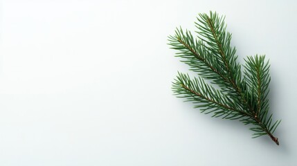 Obraz premium background with christmas tree branch