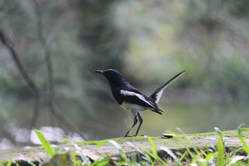 A close-up image of a black and white bird, likely an Oriental Magpie-Robin, standing on a mossy surface.