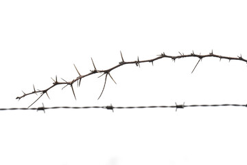 Spikes and thorns with white background.