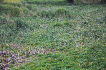 a field of green grass or crops that have been flattened, likely by wind or rain. The grass is lush and dense, with some areas lying flat on the ground while others remain upright.