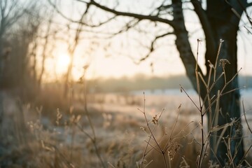 Fototapeta premium Sunlight filters through tree silhouettes onto a field of frosty grasses, painting a serene landscape in hues of dawn.