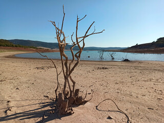 Árbol seco  con agua a lo lejos.