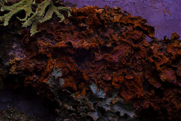 macro photography bark texture close-up abstraction