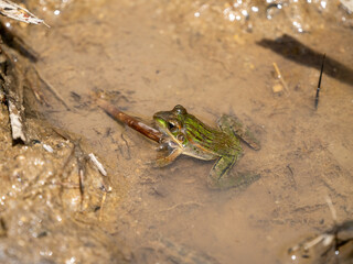 Frosch