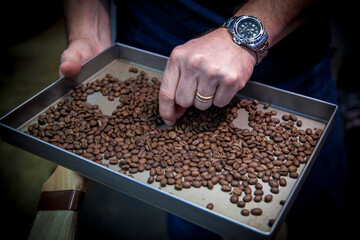 Hand selecting coffee beans