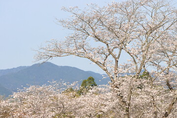 Naklejka premium 青空と満開の桜