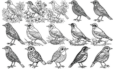 Charming American Robin Coloring Page for Children, Fun Line Art of a Playful American Robin, Perfect for Activity Books and Toddler Engagement. Isolated on White Background