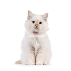 Adorable red point Sacred Birman cat kitten, sitting up facing front. Looking curious towards camera with breed specific blue eyes. Isolated on a white background.