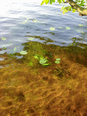 leaves in the water