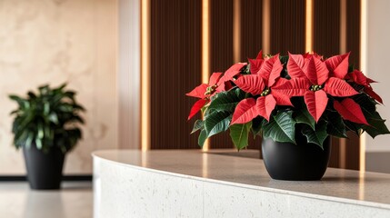 A vibrant poinsettia plant with red flowers is prominently displayed on a modern countertop, enhancing the contemporary aesthetic of the space.