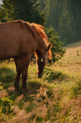 Naklejka premium horses in the Carpathian Mountains Ukraine