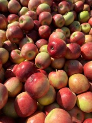 Red Apples