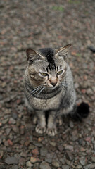portrait of a tabby cat sitting on a gravel path. The cat's piercing green eyes and focused gaze create a sense of curiosity and intrigue