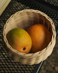 Two ripe mangoes resting in a woven wicker basket, placed on a metal surface. The vibrant colors of the mangoes contrast beautifully with the natural texture of the basket