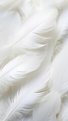 White feathers backgrounds bird lightweight.