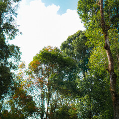 A serene park with tall trees casting dappled shadows on a grassy path. Lush greenery and a clear blue sky create a peaceful atmosphere.