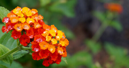 Beautiful yellow and orange Lantana camara flowers in tropical garden of Tenerife,Canary Islands,Spain.
Also known as Big-sage,Wild-sage,Red-sage,
Tickberry.Selective focus.         