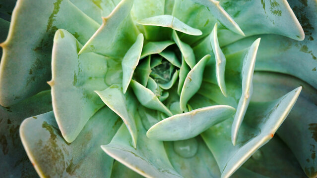 Echeveria secunda succulent plant close up view as a nature background.Selective focus.
