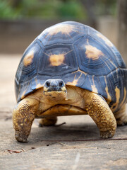 Strahlenschildkröte