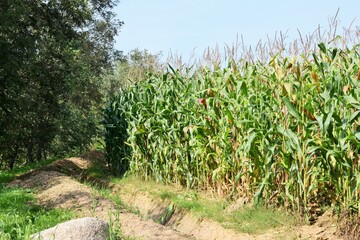 Agriculture. The edge of a cornfield adjacent to a forest.
