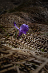 Spring flowers in the mountains. crocus