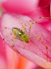 Spinne