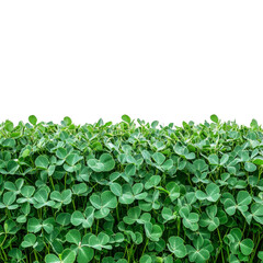 Clover plants thriving in bright sunlight