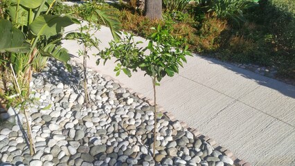 Ornamental trees grow near the concrete path on the ground covered with coarse pebbles. Grass, trees and palm trees grow nearby. Sunny autumn weather