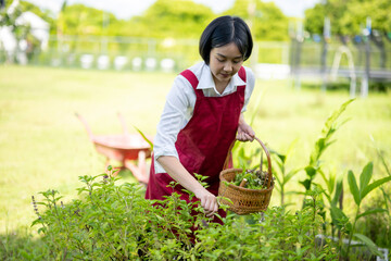 Asian female gardener picking herbs in vegetable garden
