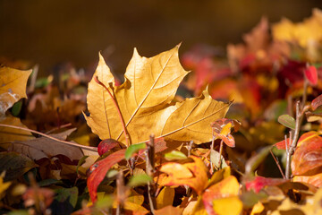 A leaf is on the ground with other leaves around it