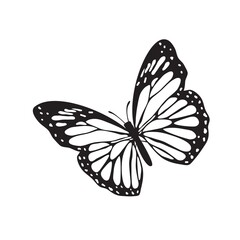 butterfly illustration